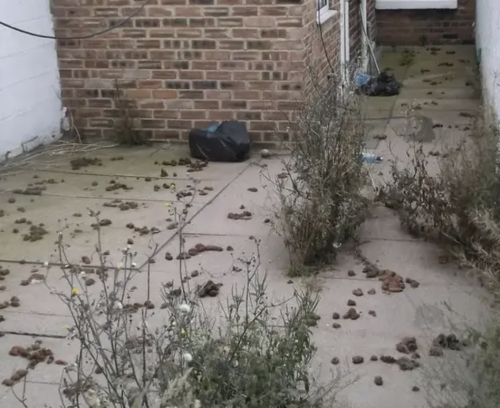 Pet-Waste-Management